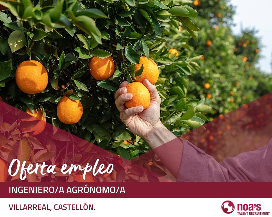 ETT VILLARREAL, CASTELLÓN.  Ingeniero/a agrónomo/a